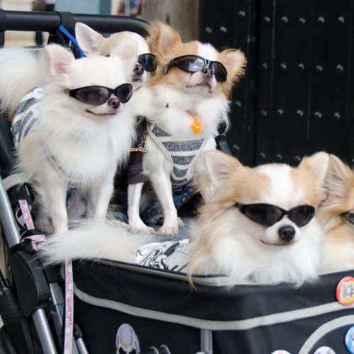 Dog Buggy - Dog Stroller
